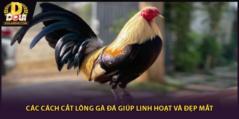Các cách cắt lông gà đá giúp linh hoạt và đẹp mắt