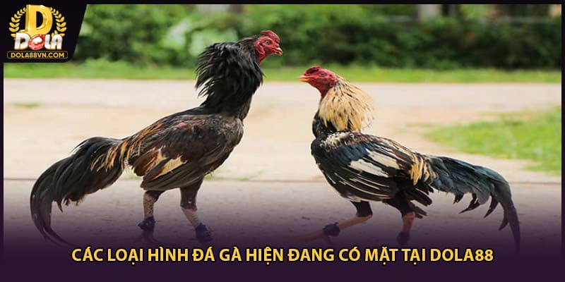 Các loại hình đá gà hiện đang có mặt tại DOLA88
