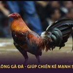 Cách Cắt Lông Gà Đá - Giúp Chiến Kê Mạnh Sau 3 Phút