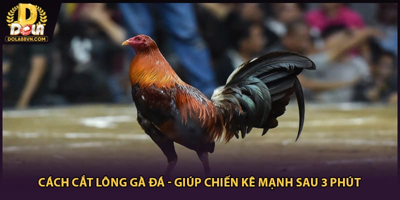 Cách Cắt Lông Gà Đá - Giúp Chiến Kê Mạnh Sau 3 Phút