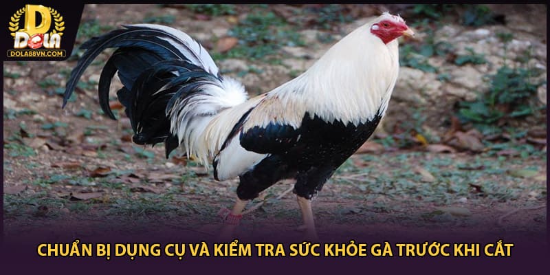 Chuẩn bị dụng cụ và kiểm tra sức khỏe gà trước khi cắt