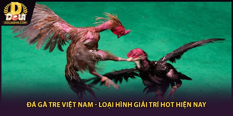 Đá Gà Tre Việt Nam - Loại Hình Giải Trí Siêu Hot Hiện Nay