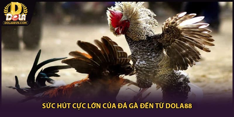 Sức hút cực lớn của đá gà đến từ DOLA88