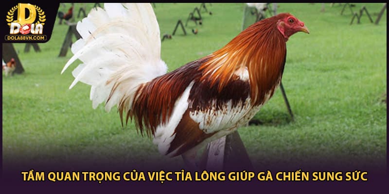 Tầm quan trọng của việc tỉa lông giúp gà chiến sung sức